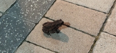 Bufo bufo