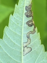 Stigmella intermedia