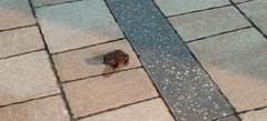 Bufo bufo