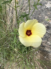 Hibiscus biseptus