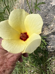 Hibiscus biseptus