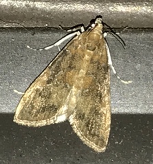 Evergestis rimosalis