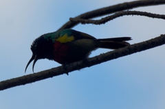 Cinnyris fuelleborni