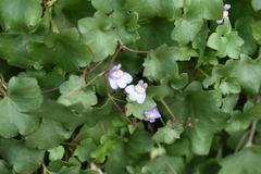 Cymbalaria muralis muralis