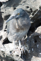 Butorides striata sundevalli