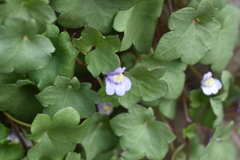 Cymbalaria muralis muralis