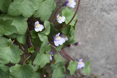 Cymbalaria muralis muralis