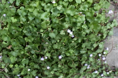 Cymbalaria muralis muralis