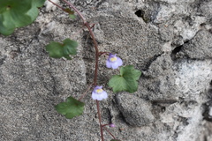 Cymbalaria muralis muralis