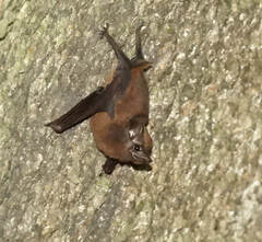 Peropteryx