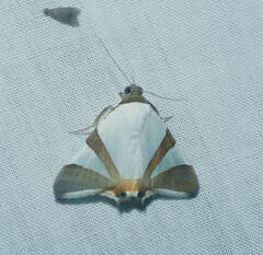 Eulepidotis rectimargo