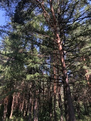 Larix