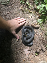 Natrix natrix