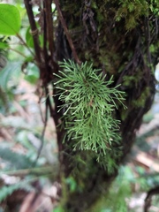 Polyphlebium capillaceum