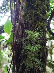 Polyphlebium capillaceum