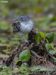 Hypocnemoides maculicauda