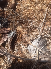 Agama aculeata distanti