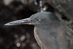 Butorides striata sundevalli