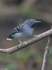 Hypocnemoides maculicauda