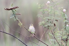 Ploceus cucullatus