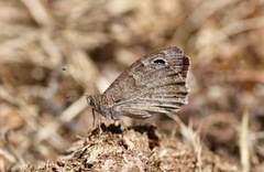 Hipparchia statilinus
