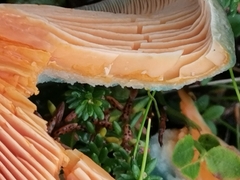 Lactarius quieticolor