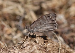 Hipparchia statilinus