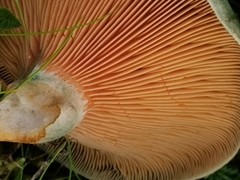 Lactarius quieticolor