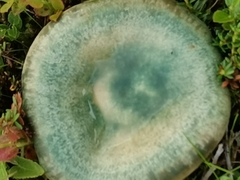 Lactarius quieticolor
