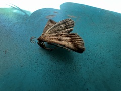 Tetanolita palligera