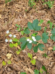 Cnidoscolus stimulosus