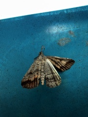 Tetanolita palligera