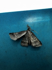 Tetanolita palligera