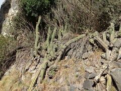 Trichocereus cuzcoensis