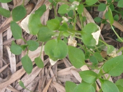Angiospermae