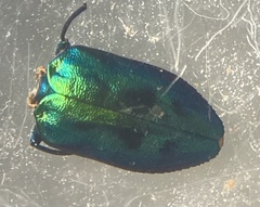 Chrysobothris lucana