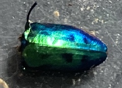 Chrysobothris lucana