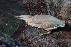 Butorides striata sundevalli