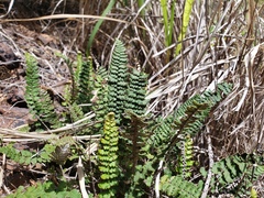 Notholaena trichomanoides