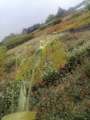 Panicum miliaceum miliaceum