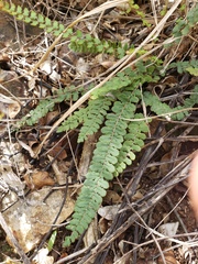 Notholaena trichomanoides