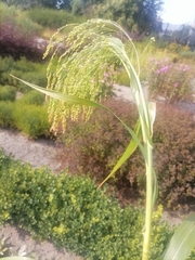 Panicum miliaceum miliaceum