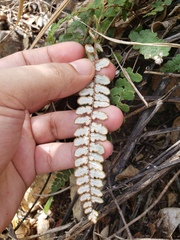 Notholaena trichomanoides