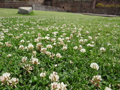 Trifolium repens