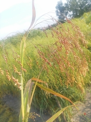 Panicum miliaceum miliaceum
