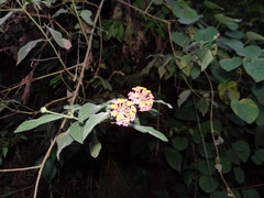 Lantana