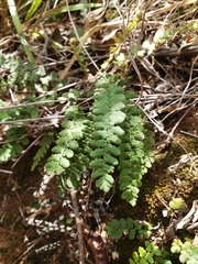 Notholaena trichomanoides
