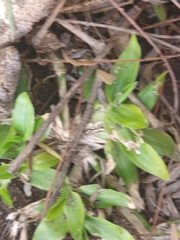 Tracheophyta