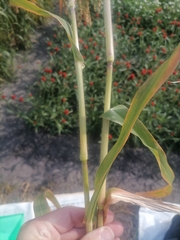 Panicum miliaceum miliaceum