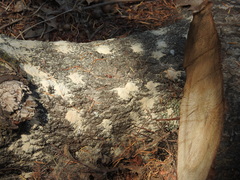 Bostrichidae